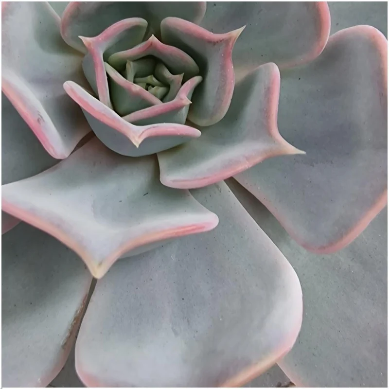 ROOTLESS Succulent Echeveria Lilacina in schaal 'zwart'