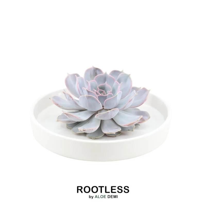 ROOTLESS Succulent Echeveria Lilacina in schaal 'wit'