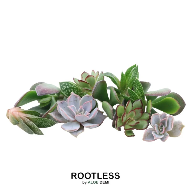 Rootless Echeveria mini mix - kweekdoos