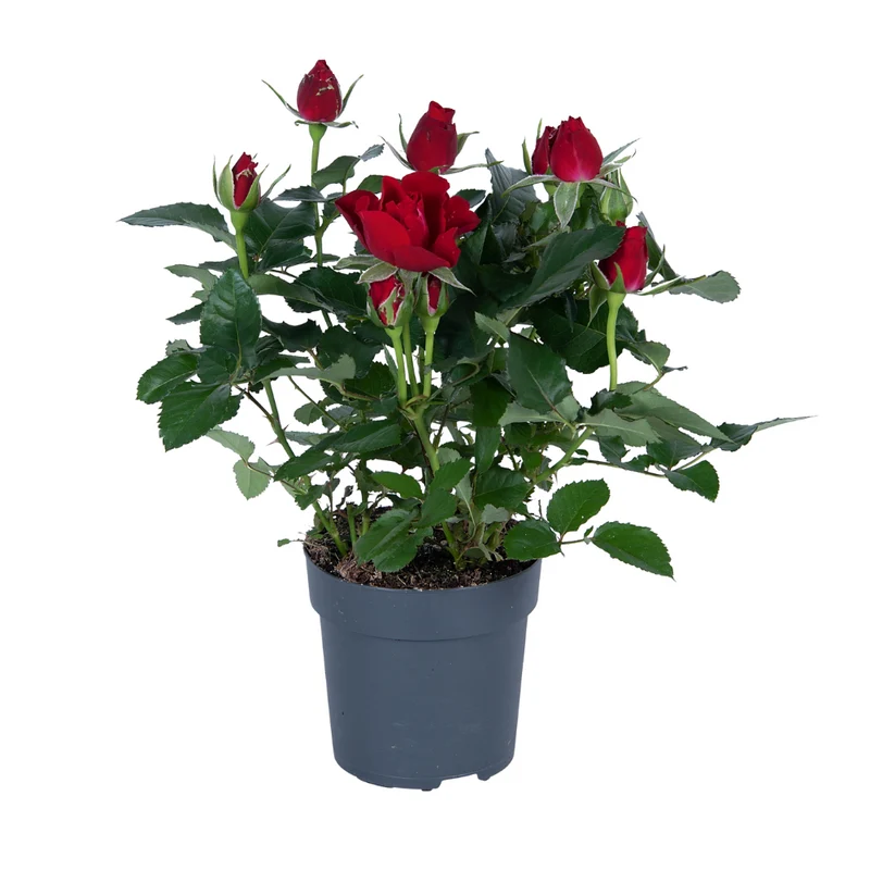 Rosa rood