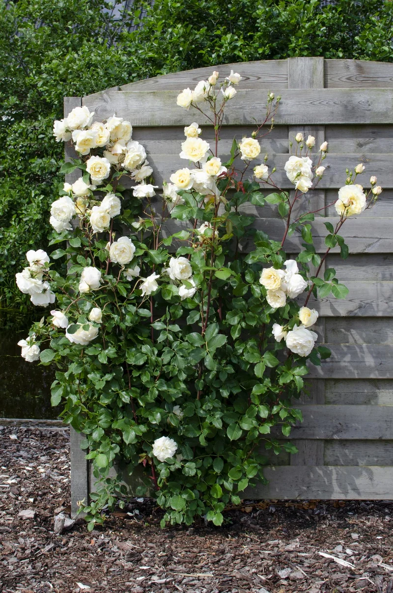 Rosa Crazy in love 'Vanilla' - Creme Roos