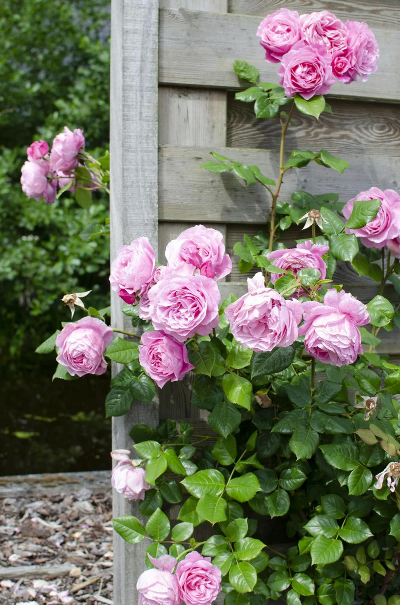 3x - Rosa mix