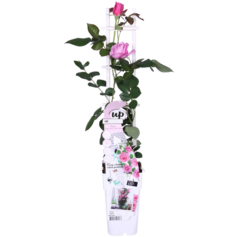 Rosa Crazy in love 'Pink' - Roze Roos