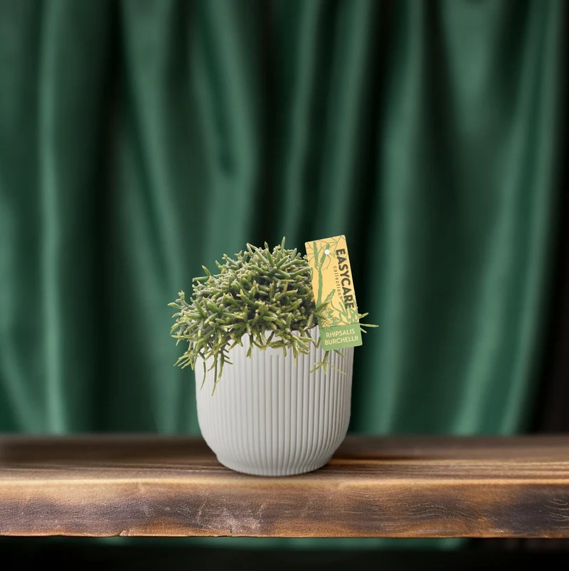 Rhipsalis Burchellii