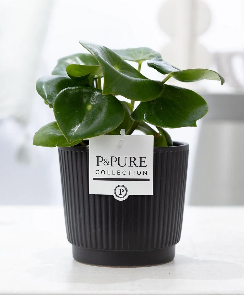Peperomia Raindrop In P&PURE Liv Ceramics Matt Black