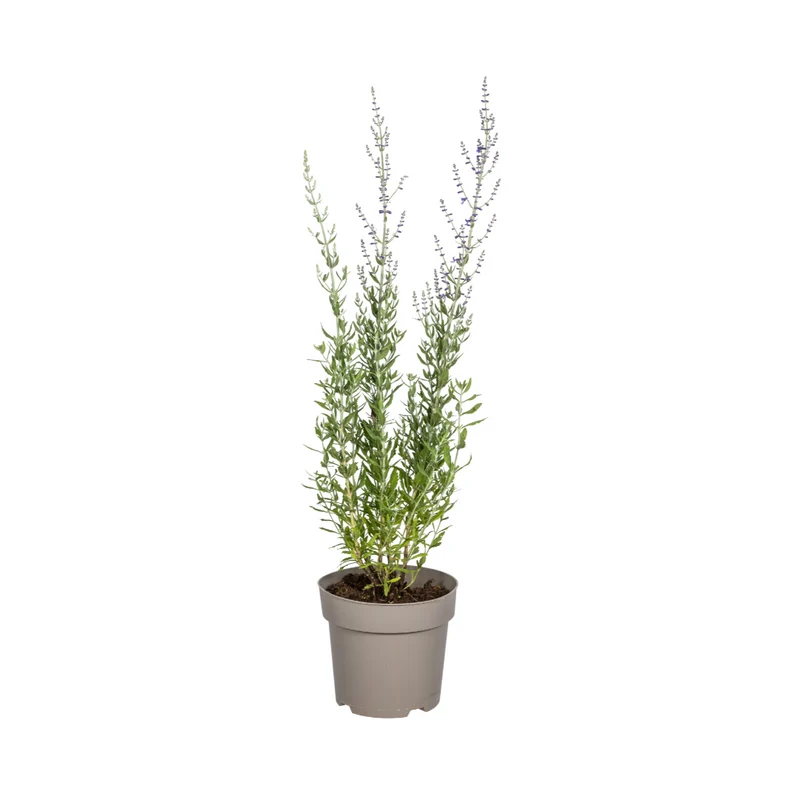 Perovskia Atriplicifolia