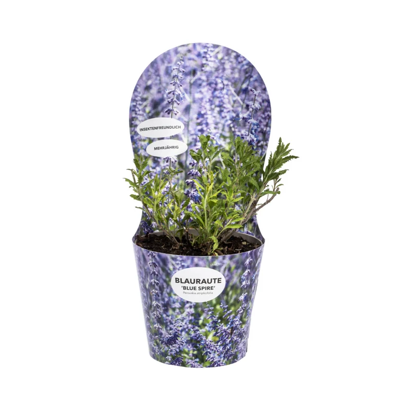 Perovskia Atriplicifolia mit Potcover