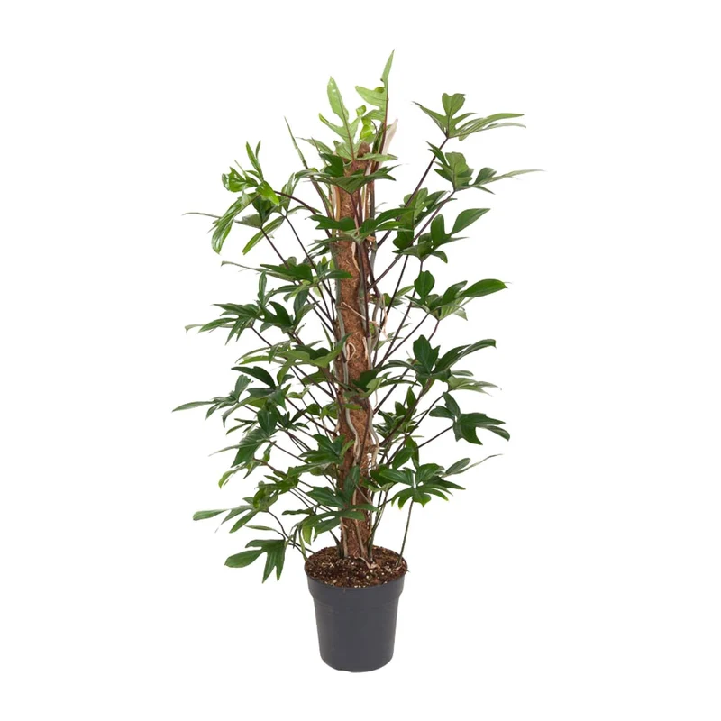 Philodendron Pedatum
