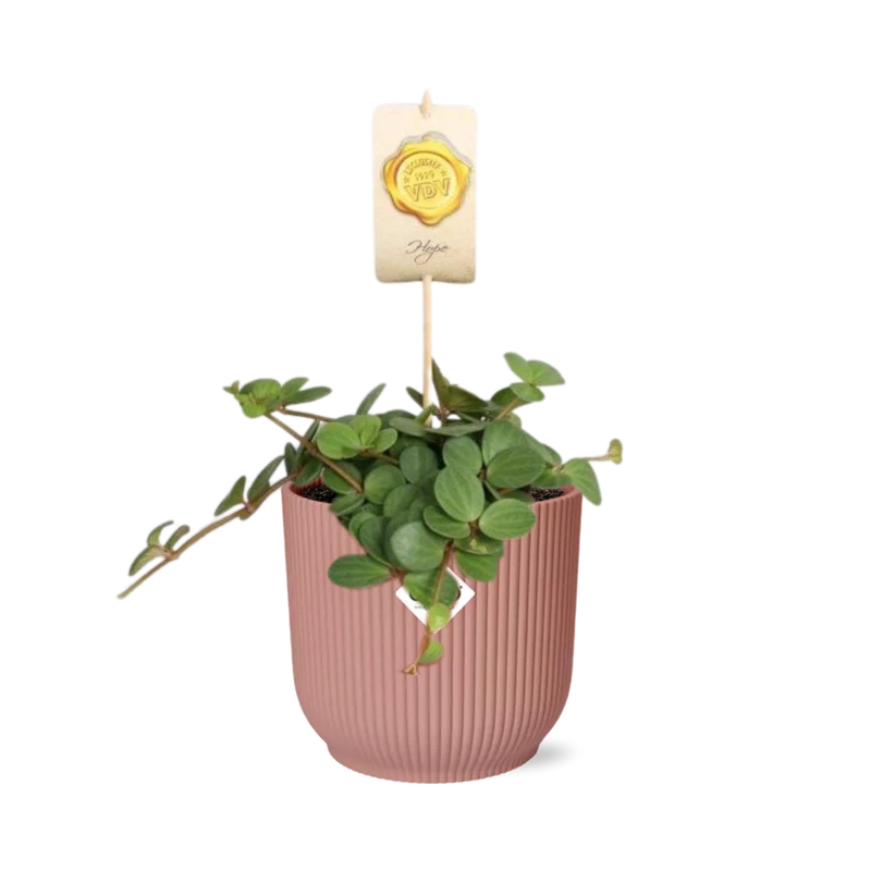 Peperomia ‘Hope’ in ELHO Vibes Fold 14cm roze