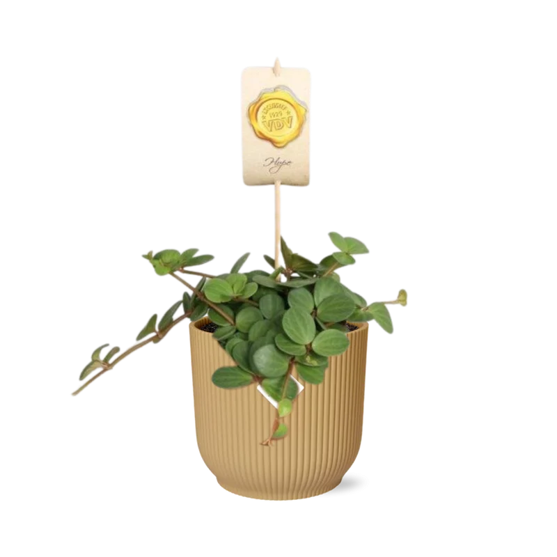 Peperomia ‘Hope’ in ELHO Vibes Fold 14cm geel