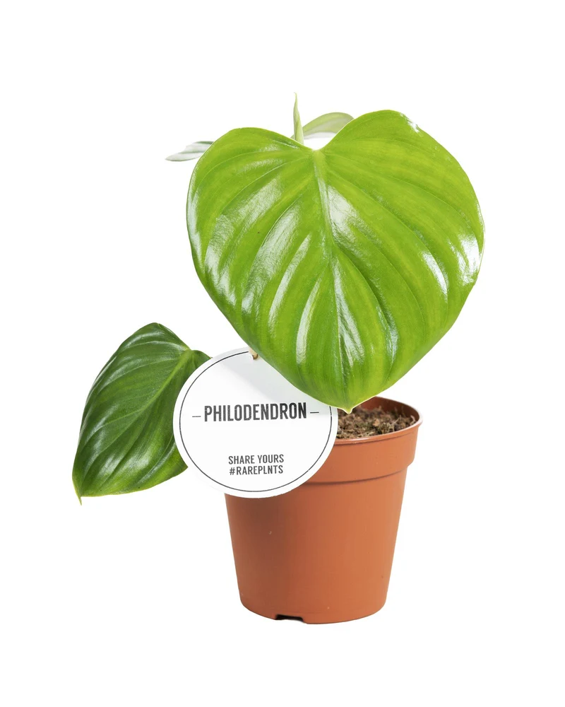 Philodendron Pittieri