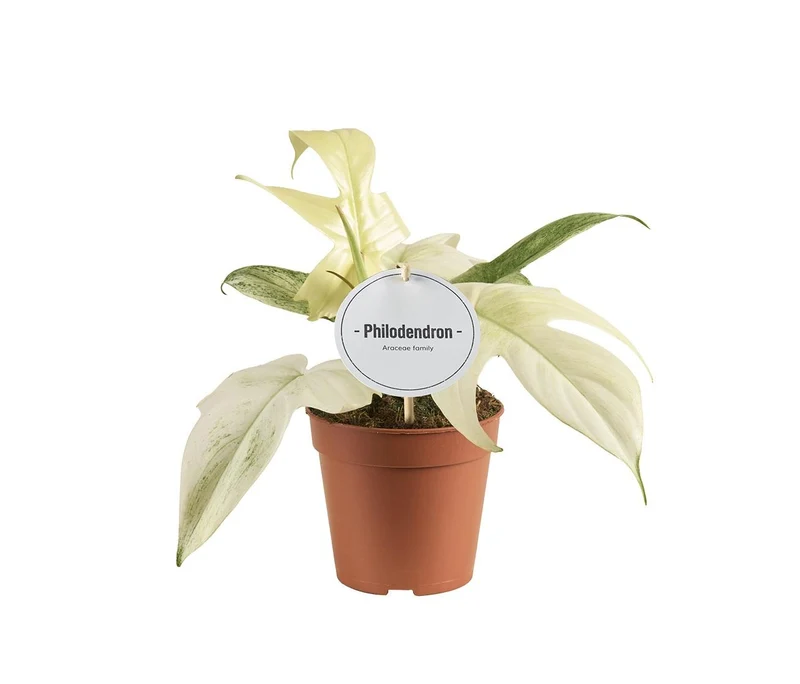 Philodendron Florida Ghost