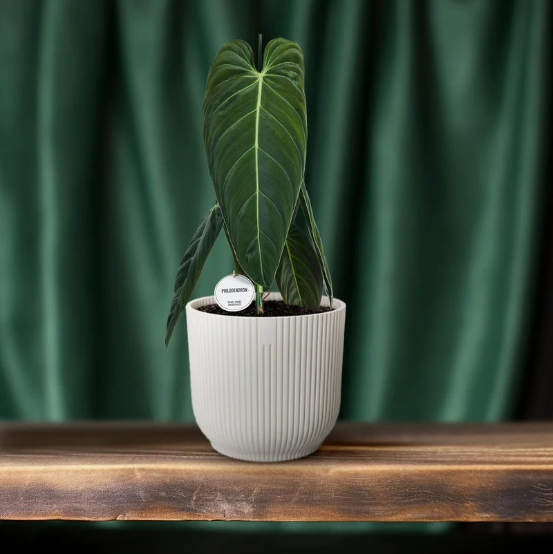 Philodendron Melanochrysum