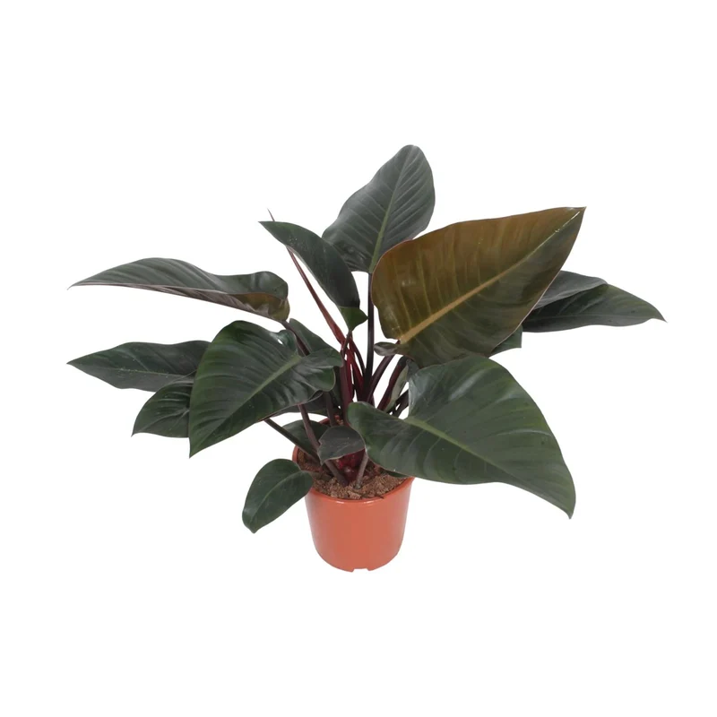 Philodendron Congo Red