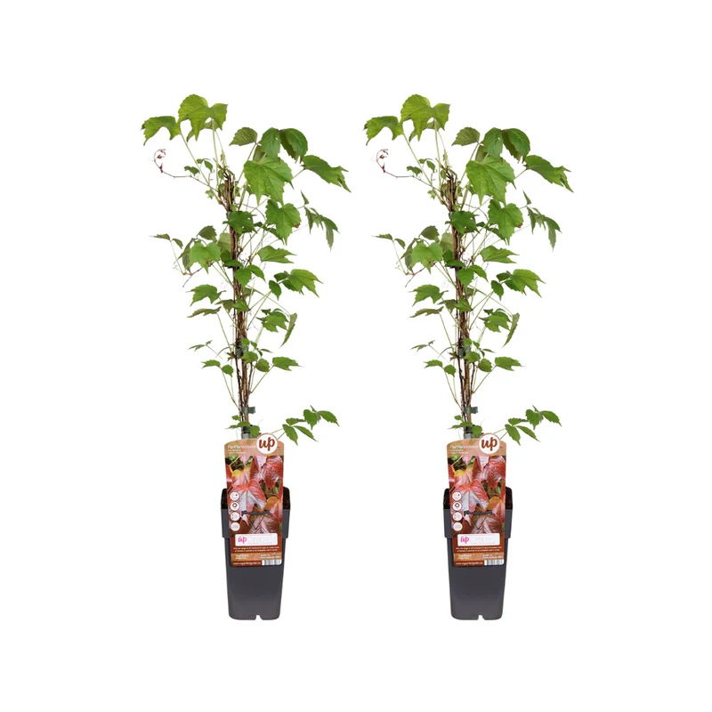 Parthenocissus Tricuspidata Veitch Boskoop - 2 stuks