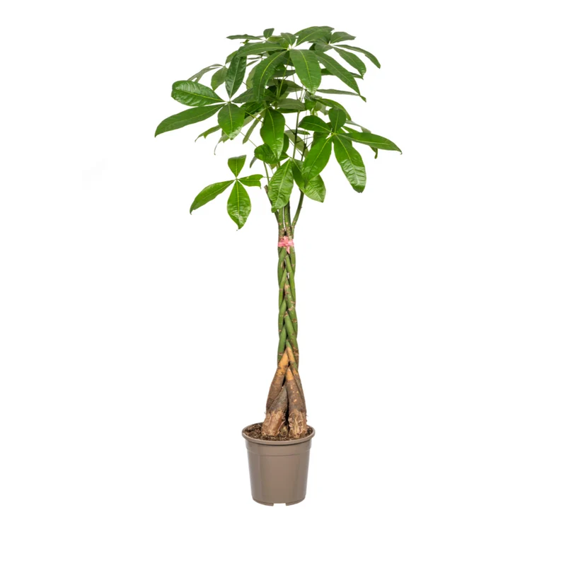 Pachira Aquatica