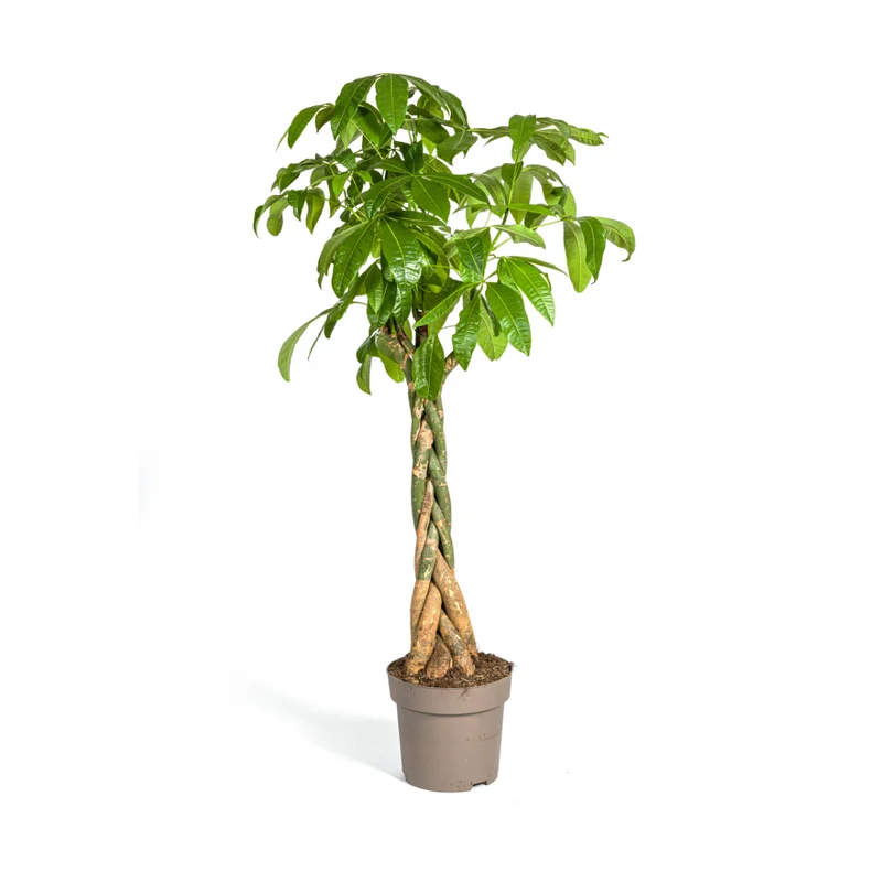 Pachira Aquatica