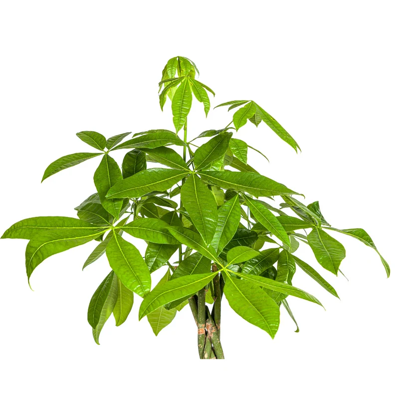 Pachira Aquatica