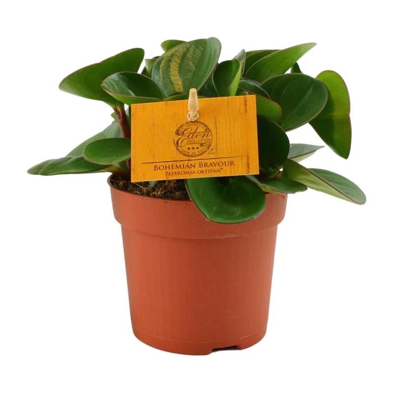 Peperomia Obtipan