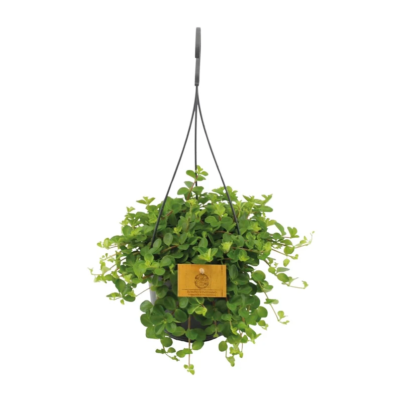 Peperomia Rotundifolia