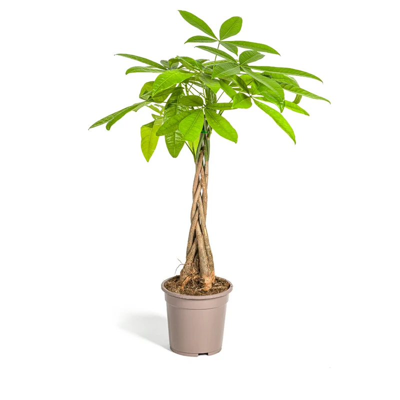 Pachira Aquatica