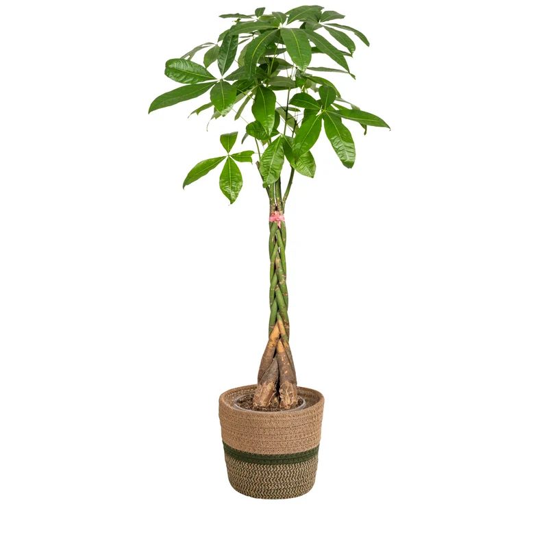 Pachira Aquatica met mand