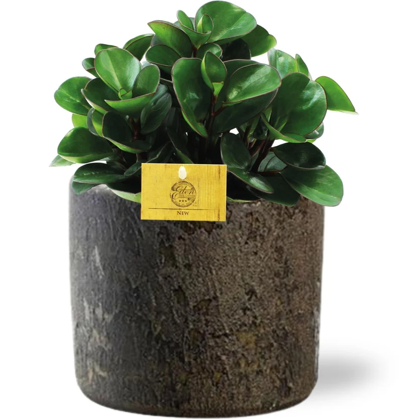 Peperomia Burning Bush