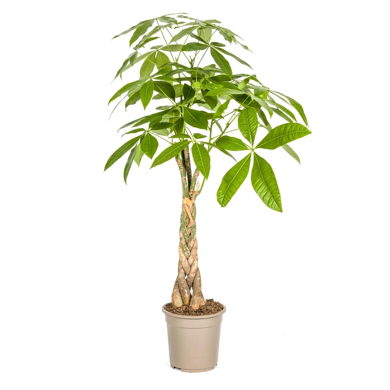Pachira Aquatica