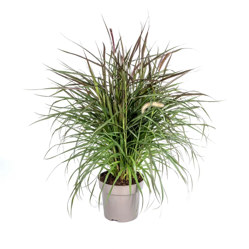 Pennisetum x Advena Chelsea