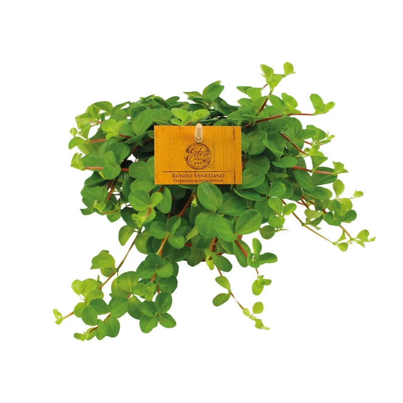Peperomia Rotundifolia