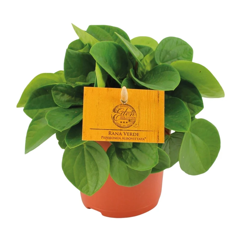 Peperomia Rana Verde