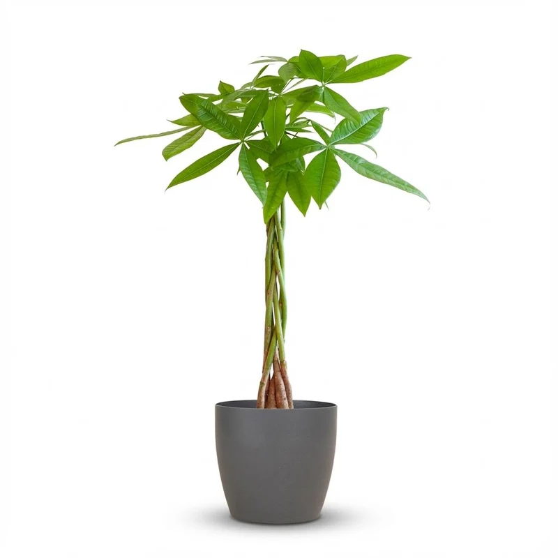 Pachira Aquatica met grijze pot