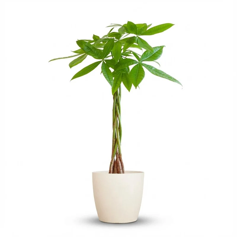 Pachira Aquatica met witte pot