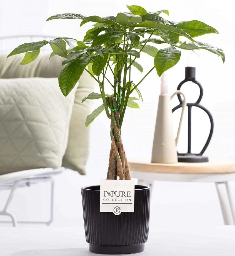 Pachira Aquatica In P&PURE Ceramics Liv