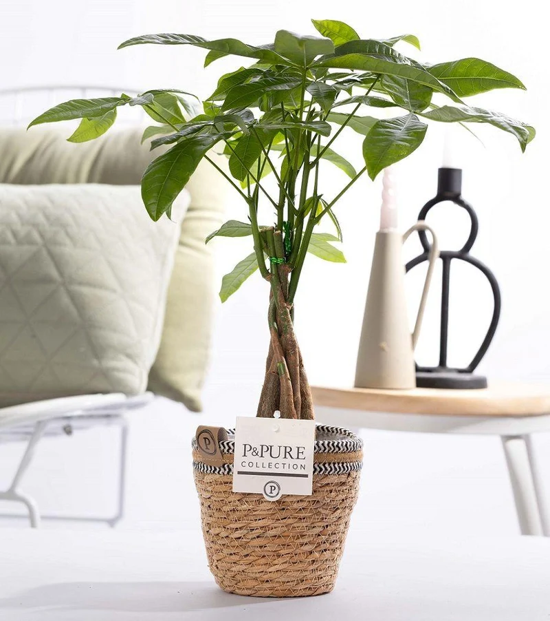 Pachira Aquatica In P&PURE Basket