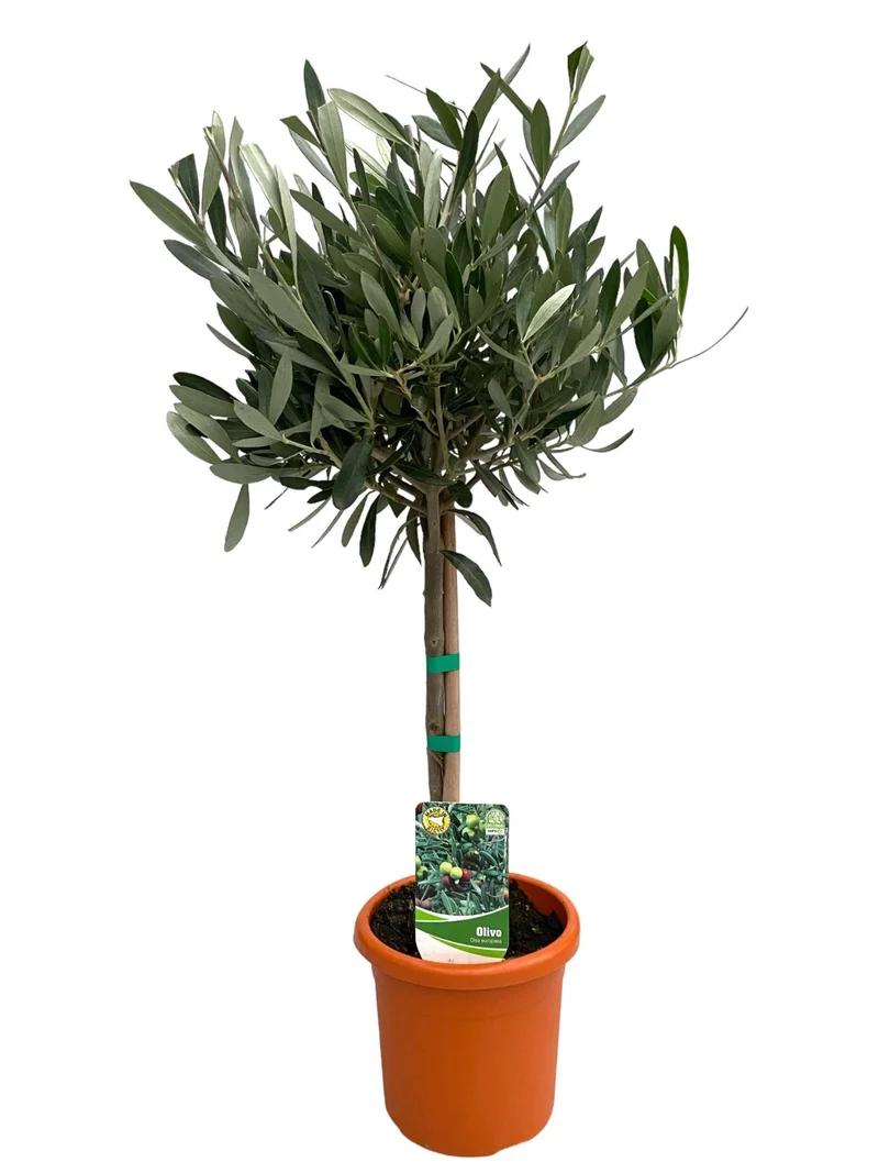 Olea Europaea "op Stam"