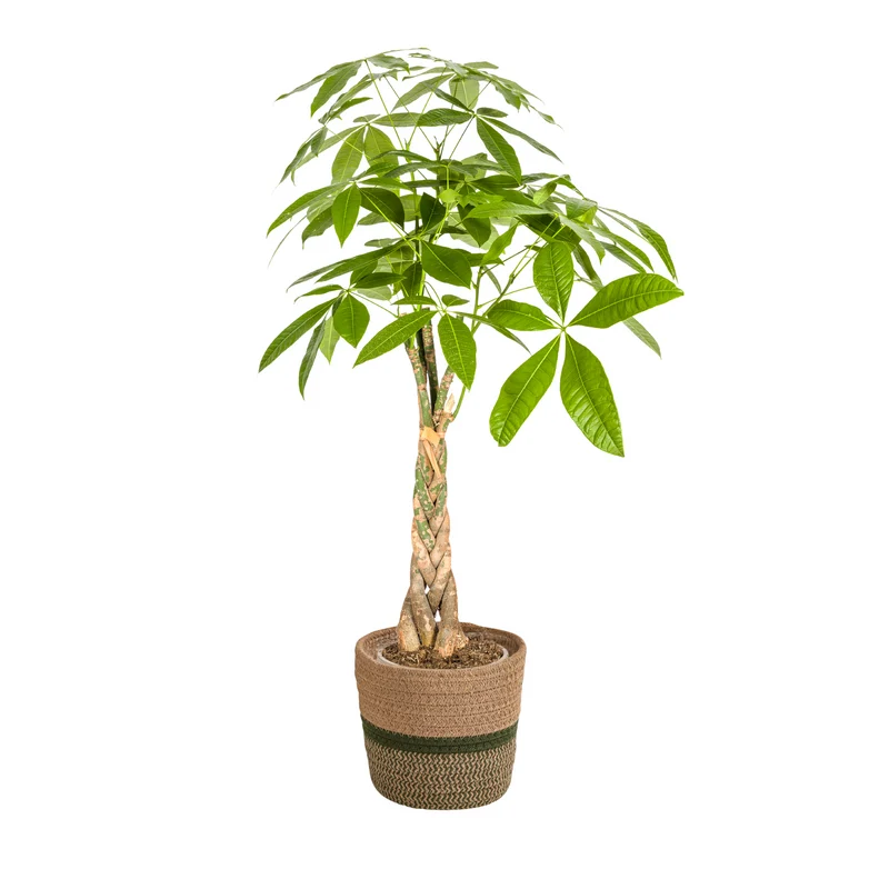 Pachira Aquatica met mand