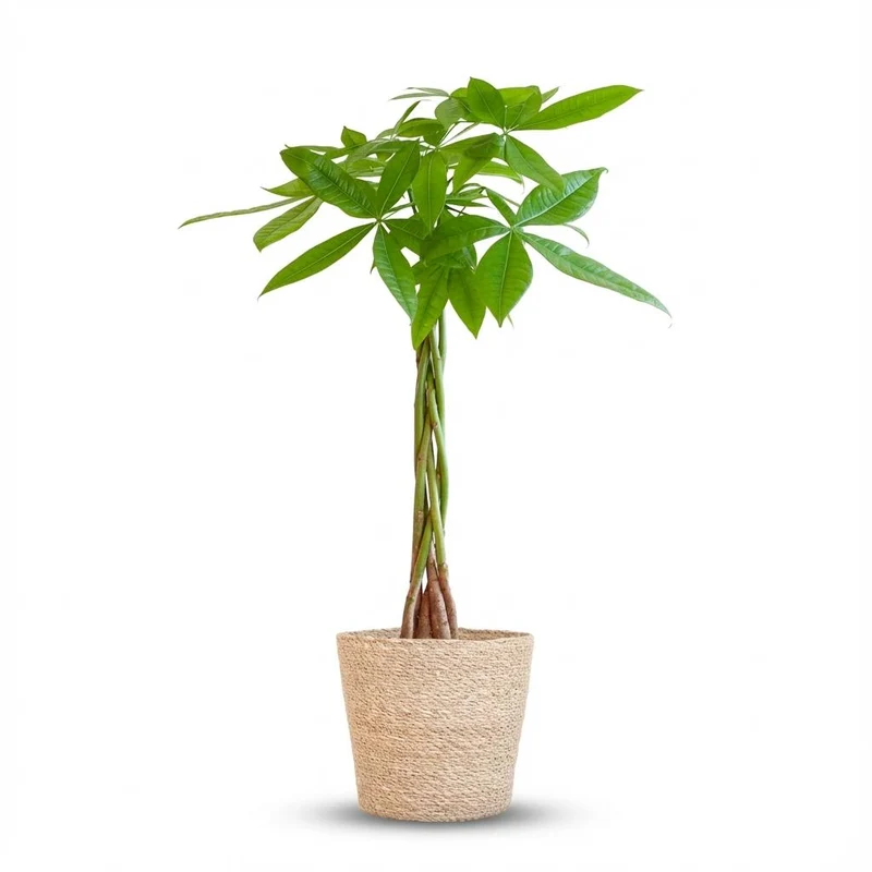 Pachira Aquatica met Zeegras mand naturel