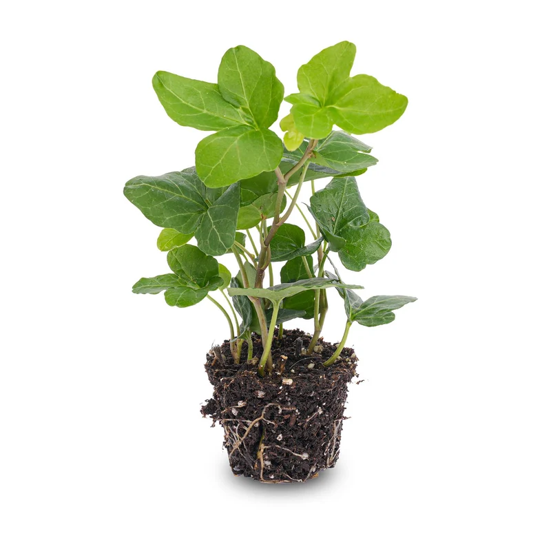 Hedera helix