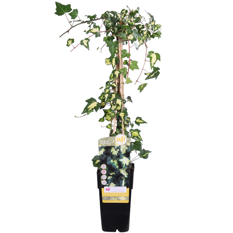 Hedera helix 'Goldheart'