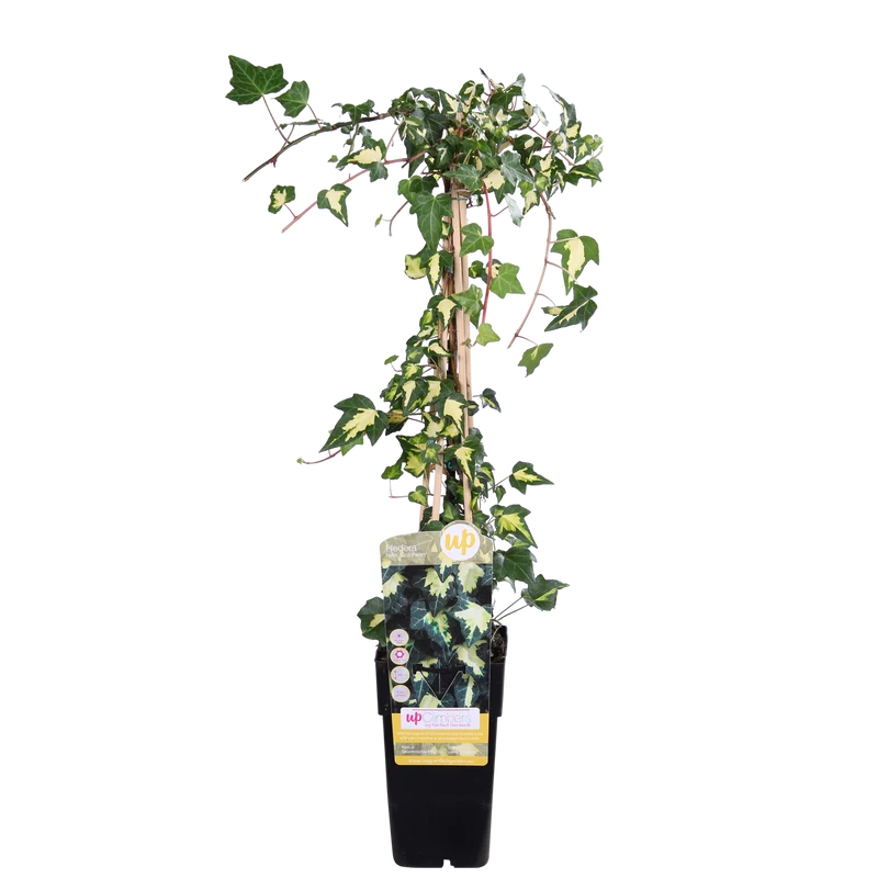 Hedera colchica 'Dentata Variegata'