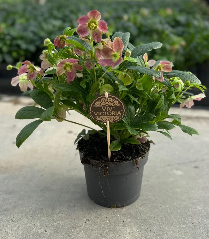 Helleborus Viv Victoria