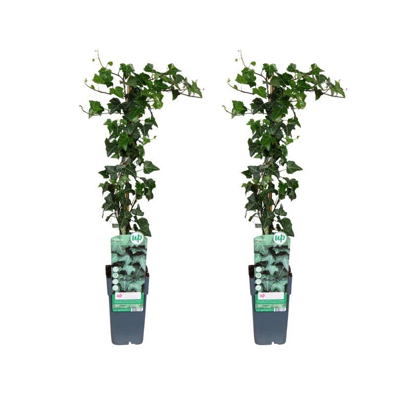 Hedera helix - 2 stuks