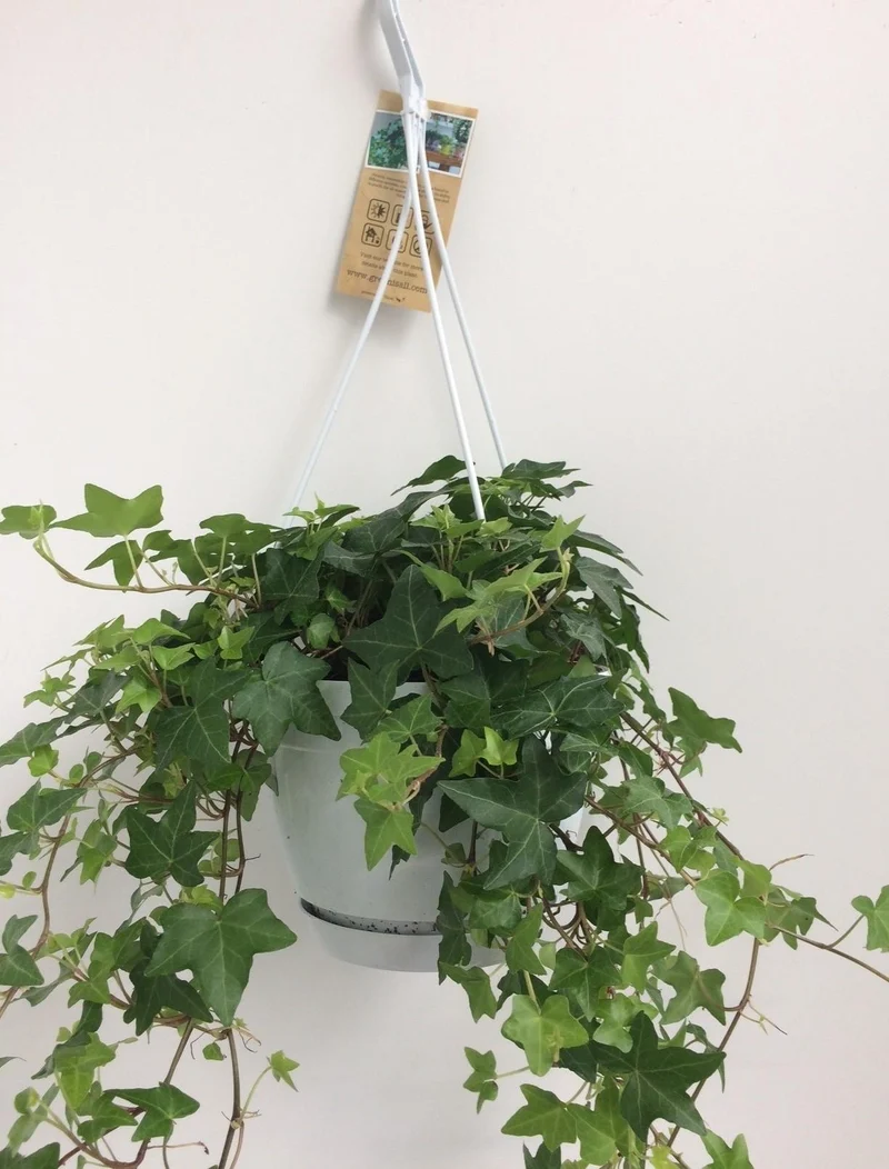 Hedera Helix Groen - Hangpot Wit / Basic