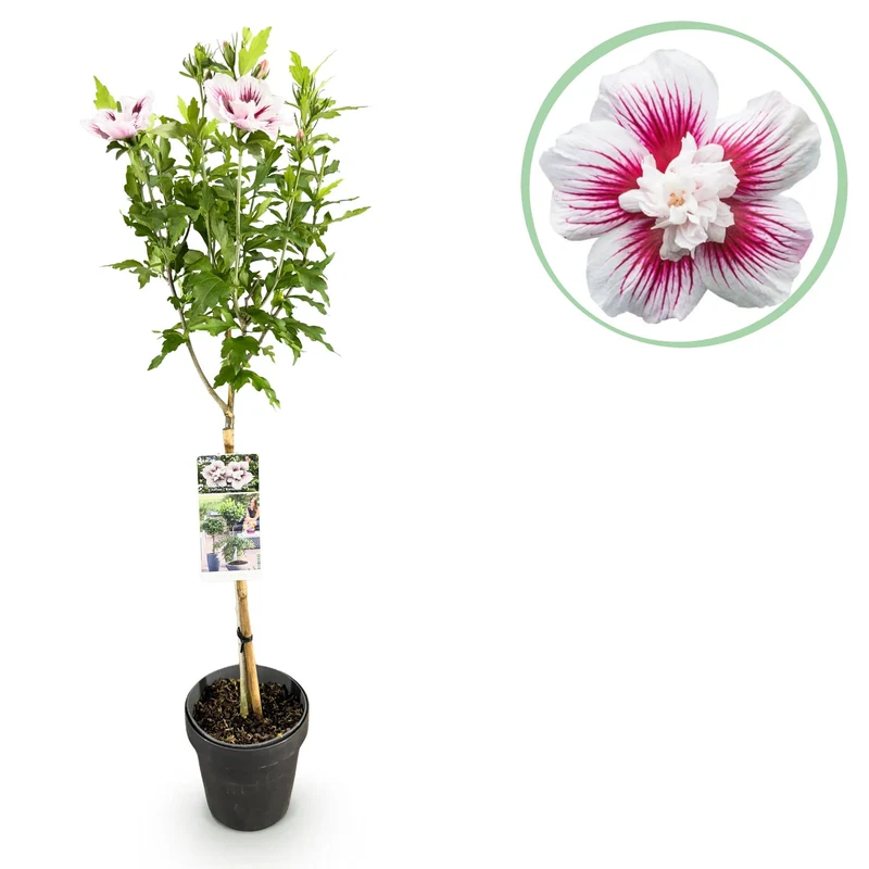 Plante sur Tige - Hibiscus syriacus Starburst Chiffon® - Plante de Terrasse - Feuilles Caduques - Résistant à l'Hiver - Fleur Blanc-Rose Hauteur