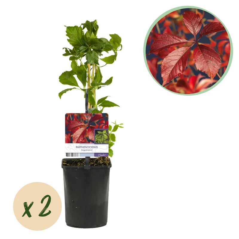 Parthenocissus Engelmannii