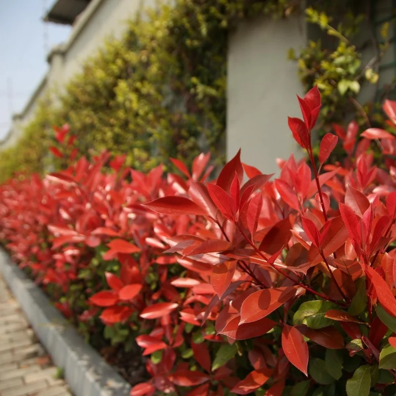 Grote Glansmispel planten voor 10 strekkende meter haag | - 12L - 20x