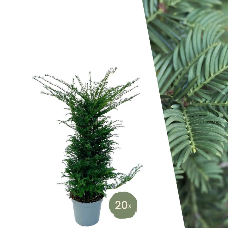 Grote taxus planten voor 10 strekkende meter haag | - 12L - 20 x