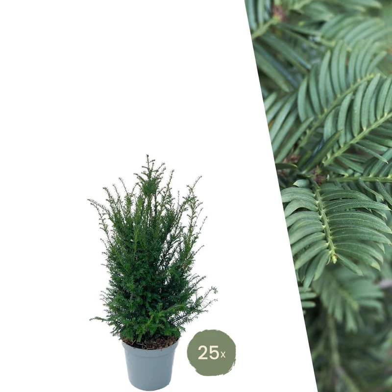 Grote taxus planten voor 10 strekkende meter haag | - 12L - 25 x