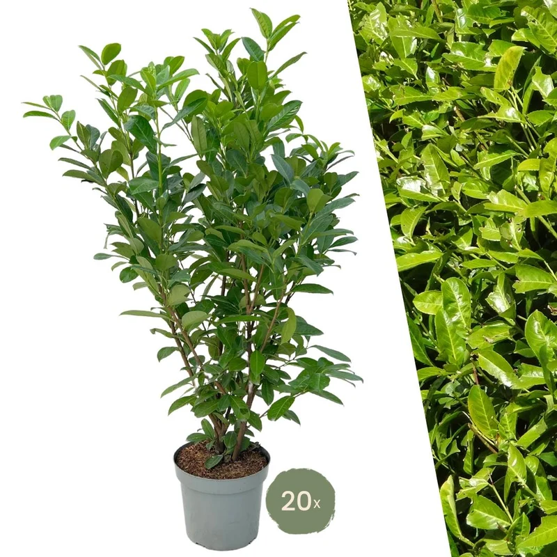 Grote Laurierkers Rotundifolia voor 10 strekkende meter haag | - 15L - 20x